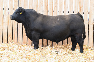 LCHMN Lawman U539N — $P — 26140 - Leachman Cattle Company